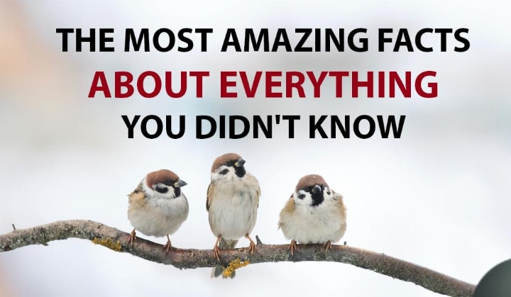 amazing Facts
